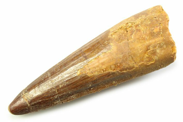 Fossil Spinosaurus Tooth - Real Dinosaur Tooth #357709